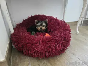 Yorkshire Terrier Hündin Welpe