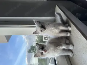 Ragdoll Burma Kitten