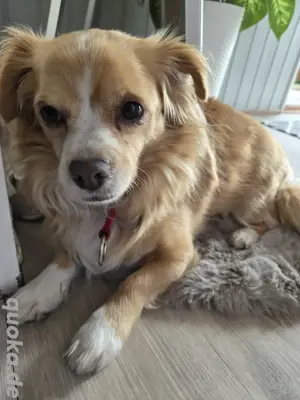 Pekinesse Mix  chihuahua 