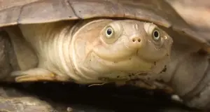 Zwei Wasserschildkröten nur zusammen abzugeben.