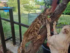 Bengalkitten, Bengalkatzen