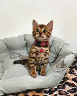 Bengal katzen