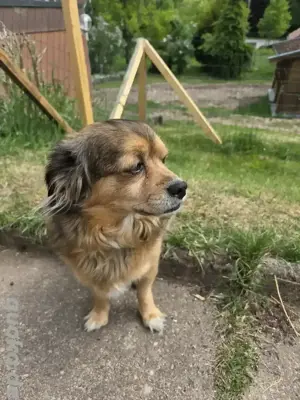 jack Russell mix