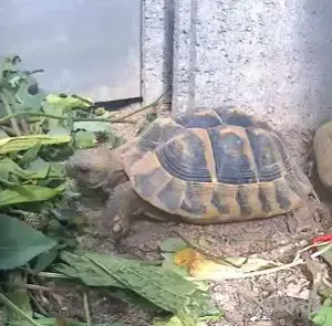 THH Weibchen 