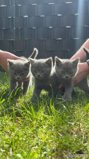 BKH Kitten Bild 8