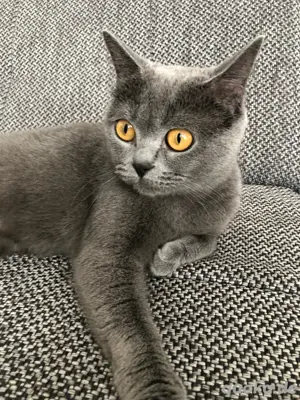 BKH Kitten Bild 10