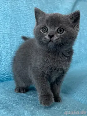 BKH Kitten Bild 9
