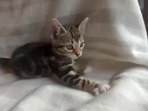 Bengal-Mix- Kitten 