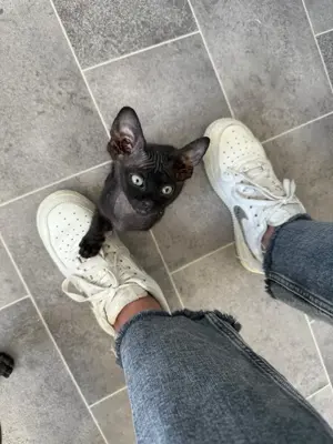 Don Sphnxy Kitten (Nacktkatze)