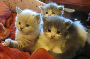 Sibirische Katzen - 2 Mädels und 2 Jungs