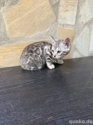 Bengal Kitten : männlich und weiblich