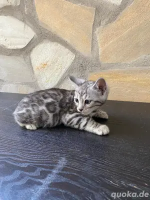 Bengal Kitten : männlich und weiblich Bild 6