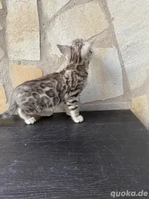 Bengal Kitten : männlich und weiblich Bild 2