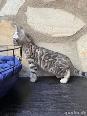 Bengal Kitten : männlich und weiblich . 