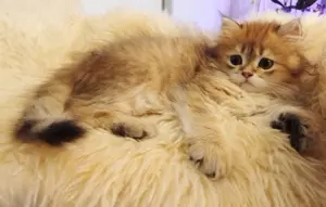 Wunderschöne reinrassige BLH Katerchen ,geimpft , abgabebereit.