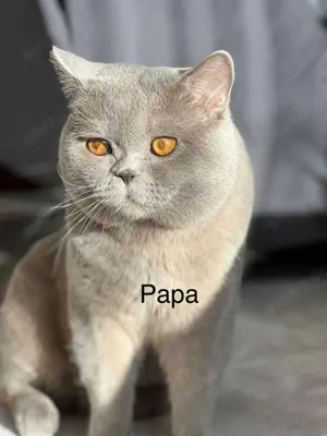 Reinrassige BKH Kätzchen | Kitten  Bild 5