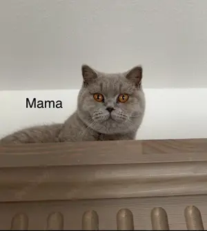 Reinrassige BKH Kätzchen | Kitten  Bild 6