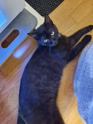Jarmuz -Charmanter Kater sucht Für immer Zuhause