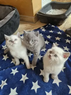 Britisch Kurzhaar Kitten BKH