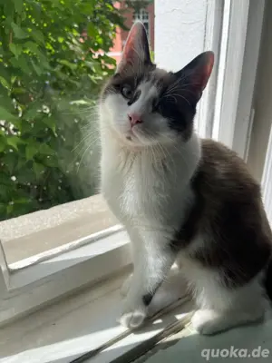 Kater 7 Monate