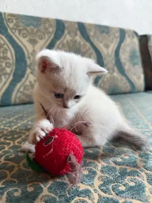 BKH Katzenbabys