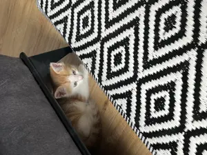 Main-coon Mix kitten 