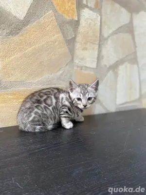 Bengal Kitten : männlich und weiblich Bild 7