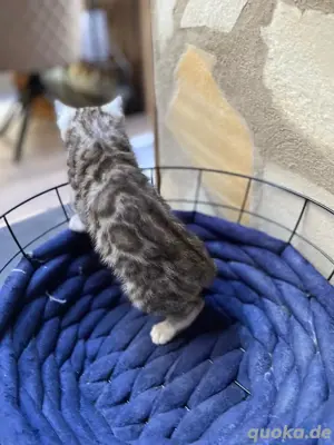 Bengal Kitten : männlich und weiblich Bild 4