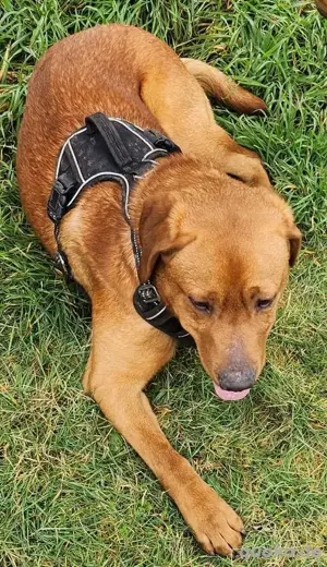 Labrador Rüde Showline