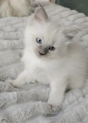 Ragdoll Kitten