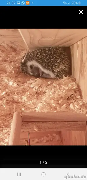 Weißbauchigel 