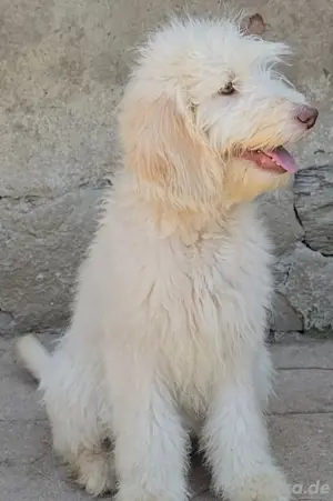 Labradoodle Rüde