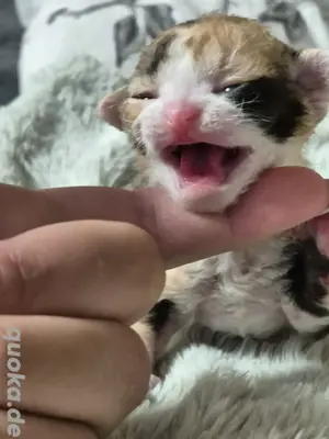 Devon Rex Babys mit Stammbaum 