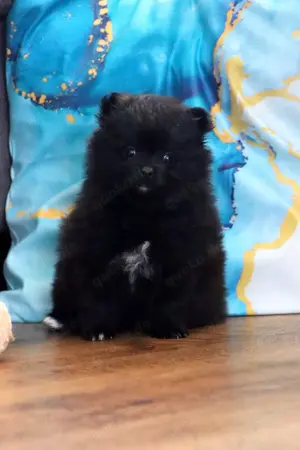 Wunderschöne reisrassige Pomeranian (Zwergspitz) Hündin Welpe 