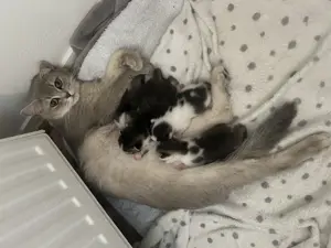 Katze britisch kurzhaar mix