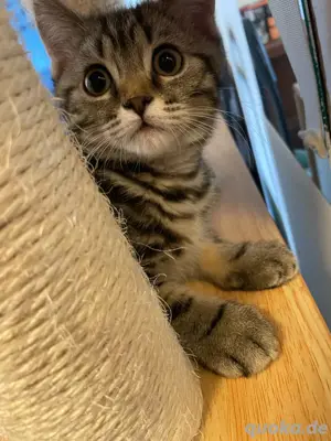 BKH Kitten 
