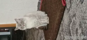 Hauskatze (1 Jahr und 6 Monate alt)   Männlich   Ruhig & Lieb