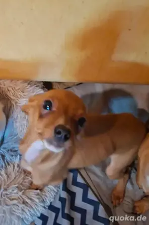 Ein Deutscher Pinscher Welpe zu verkaufen 