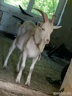 Ziegenbock
