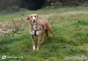 Unsere zarte Seele ROMY    sucht ein liebevolles Zuhause  Bild 7