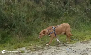 Unsere zarte Seele ROMY    sucht ein liebevolles Zuhause  Bild 3