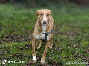 Unsere zarte Seele ROMY    sucht ein liebevolles Zuhause  Bild 8