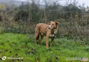 Unsere zarte Seele ROMY    sucht ein liebevolles Zuhause  Bild 6