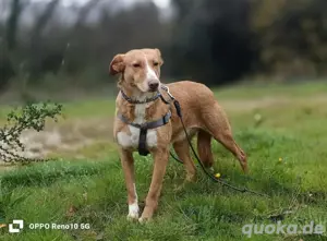 Unsere zarte Seele ROMY    sucht ein liebevolles Zuhause  Bild 10