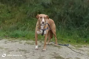 Unsere zarte Seele ROMY    sucht ein liebevolles Zuhause  Bild 5