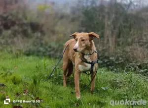 Unsere zarte Seele ROMY    sucht ein liebevolles Zuhause  Bild 4