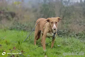 Unsere zarte Seele ROMY    sucht ein liebevolles Zuhause  Bild 9