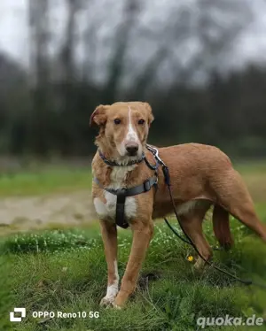 Unsere zarte Seele ROMY    sucht ein liebevolles Zuhause  Bild 2