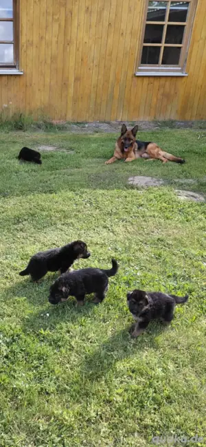 Deutsche Schäferhunde Welpen