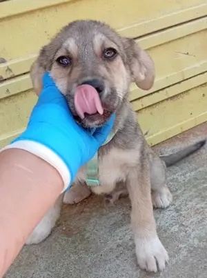 Husky-Mix 2 (geb. 02. 2025) im Tierheim in Bosnien sucht ein Zuhause Bild 6